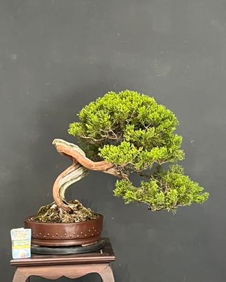 Bonsai di Ginepro Sabiba