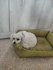 Maltese razza pura