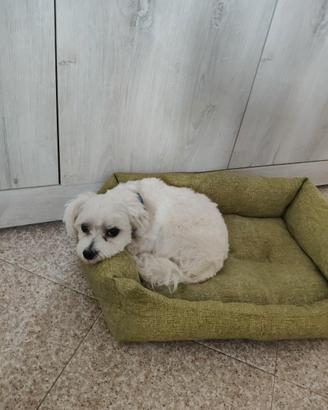 Maltese razza pura