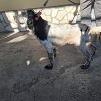 Setter pronta caccia