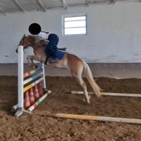 Doppio pony