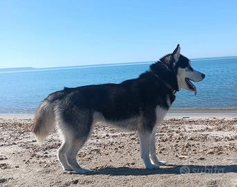 Siberian Usky