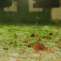 Uova di triops