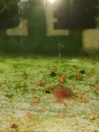 Uova di triops