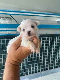 Cuccioli di Maltese