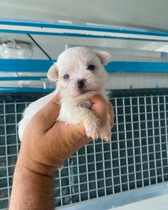 Cuccioli di Maltese