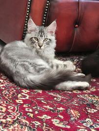 Meraviglioso gattino Maine Coon