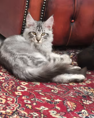 Meraviglioso gattino Maine Coon