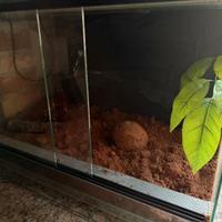 Teca per animali esotici ACCETT0 OFFERT3