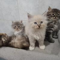 Gatti SIBERIANI con pedigree