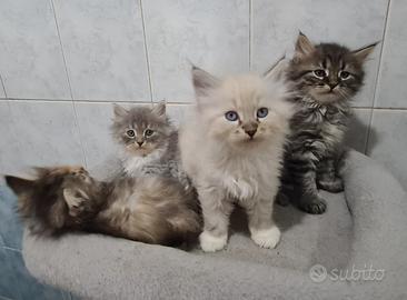 Gatti SIBERIANI con pedigree