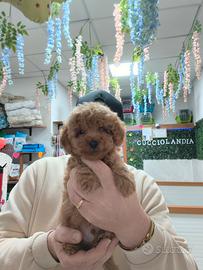 Barboncino mini toy albicocca 2F 2M anche a rate