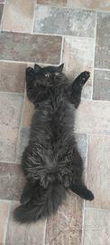 Gatto persiano