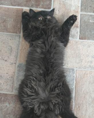 Gatto persiano
