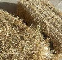 ballette fieno 2024  €2,50