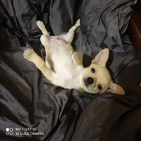Chihuahua
