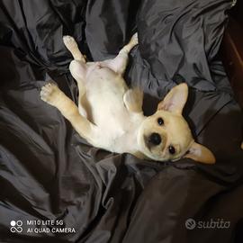 Chihuahua