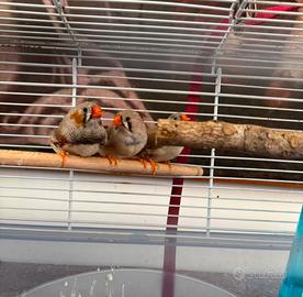 Uccelli Diamanti Mandarini