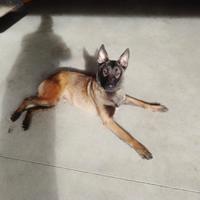 Cucciola malinois