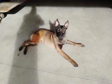 Cucciola malinois