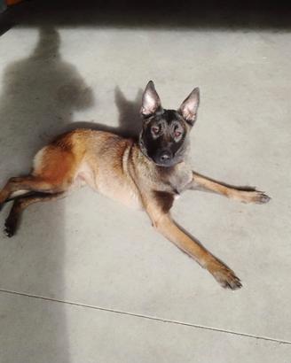 Cucciola malinois