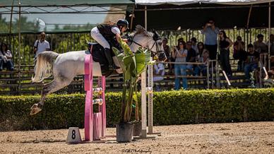 Cavallo da salto