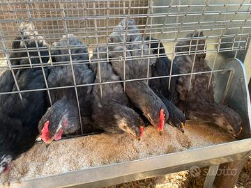 Pulcini di cocincina nana galline