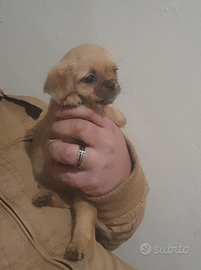 Pechinese carlino cucciolo toy