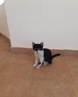 Gattino coccolone