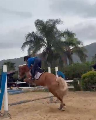Pony avellignese monta inglese