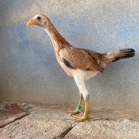 Combattente Inglese Moderno Nano