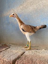 Combattente Inglese Moderno Nano