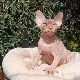 sphynx cucciolo pedigree Anfi  