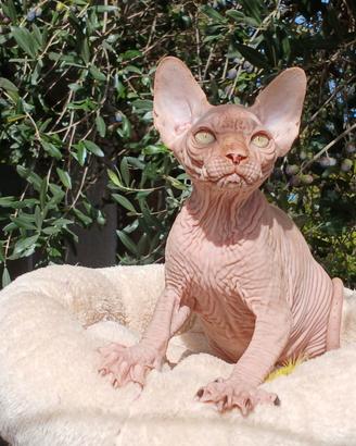 sphynx cucciolo pedigree Anfi  
