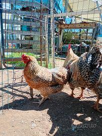 Galline ornamentali barnevelder