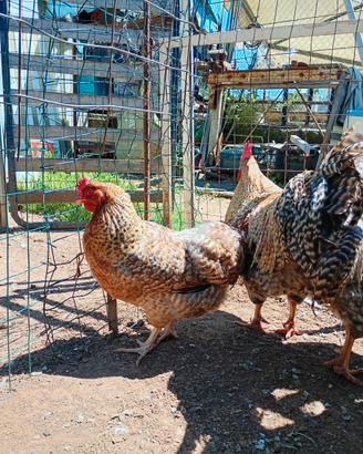 Galline ornamentali barnevelder