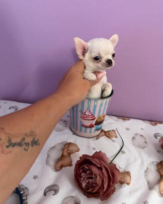 Chihuahua
