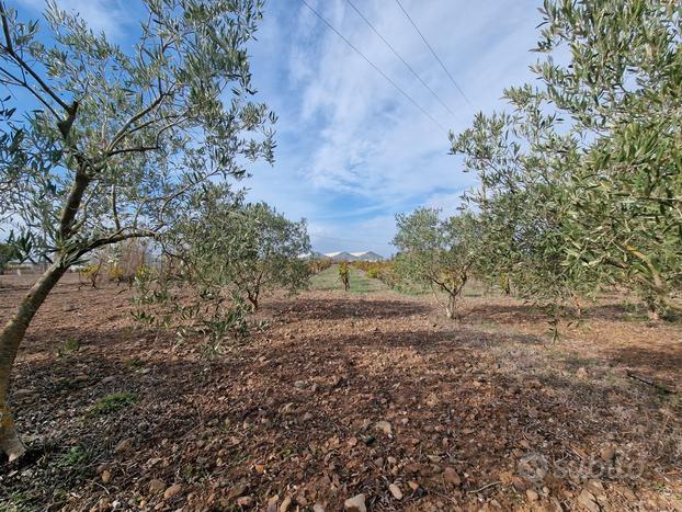 Lotto agricolo recintato