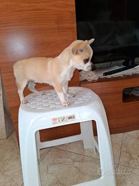 Chiuhaha maschio