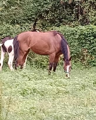 Cavalla 4 anni domata, per trekking, principianti,