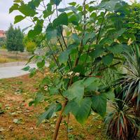 Piantini di clerodendro