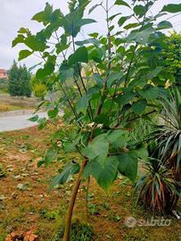 Piantini di clerodendro