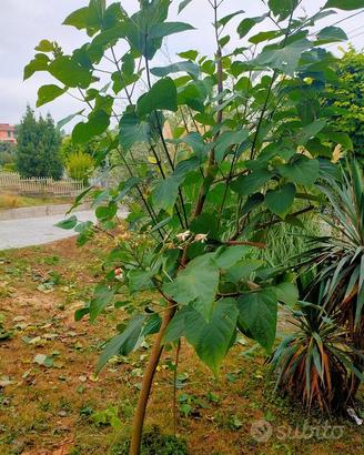 Piantini di clerodendro