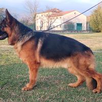 Disponibile pastore tedesco maschio pelo corto