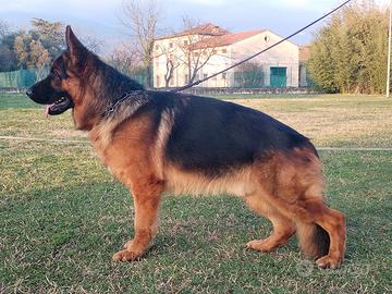 Disponibile pastore tedesco maschio pelo corto