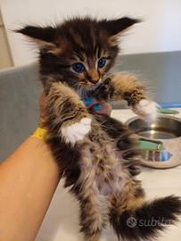 Cucciolo Maine Coon La Spezia