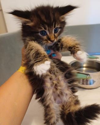 Cucciolo Maine Coon La Spezia