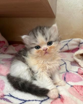 Dolcissimi cuccioli maschio o femmina persiano