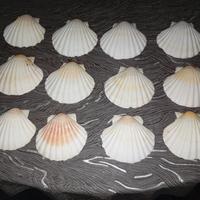 conchiglia di capesante 