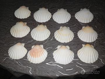 conchiglia di capesante 